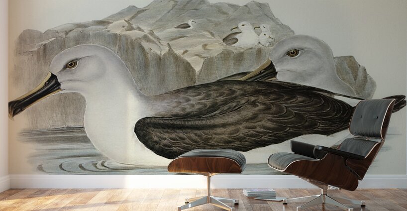 Culminated Albatros Diomedea culminata illustrated by Elizabeth Gould 1804–1841 for John Gould’s 1804-1881 Birds of Australia  Wall Murals