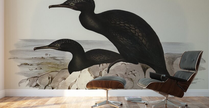 Groove-billed Cormorant Phalacrocorax sulcirostris illustrated by Elizabeth Gould 1804–1841 for John Gould’s 1804-1881 Birds of Australia  Wall Murals