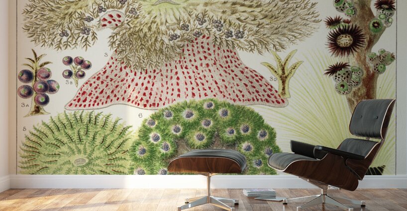 Great Barrier Reef Anemones from The Great Barrier Reef of Australia 1893 by William Saville-Kent 1845-1908. Fig 1 : Palythoa caesiaFig 2 : Rhodactis HowesiiFig 3 : Haterodactyla HemprichiiFig 4 : Acrozoanthus australioeFig 5 : phymanthus muscorumFi Wall Murals