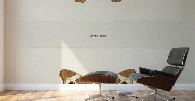 Buckeye Junonia Coenia from Moths and butterflies of the United States 1900 by Sherman F. Denton 1856-1937.  Wall Murals