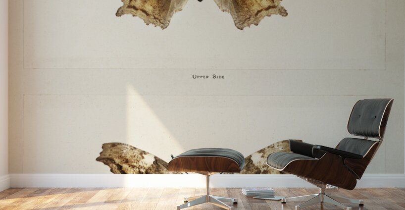 Compton Tortoiseshell Grapta J-Album from Moths and butterflies of the United States 1900 by Sherman F. Denton 1856-1937.  Wall Murals