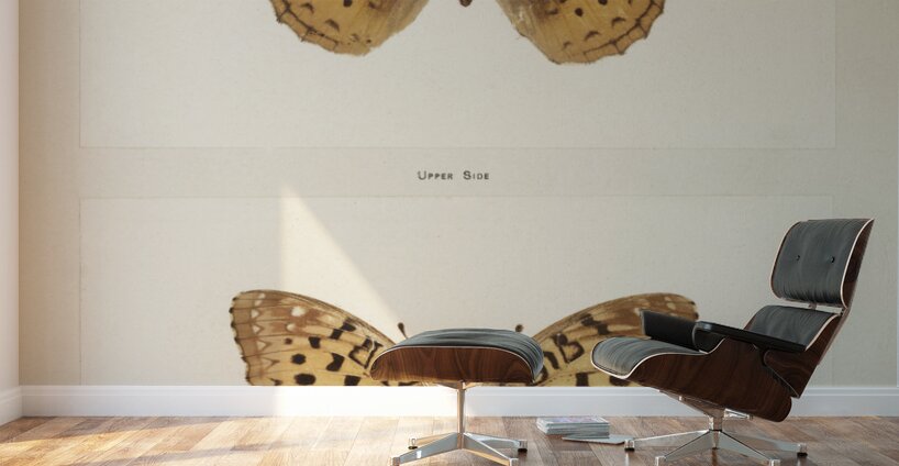 Great Spangled Fritillary Argynnis Cybele from Moths and butterflies of the United States 1900 by Sherman F. Denton 1856-1937.  Wall Murals