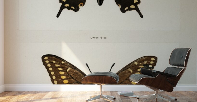 Black Swallowtail Papilio Asterias from Moths and butterflies of the United States 1900 by Sherman F. Denton 1856-1937.  Wall Murals