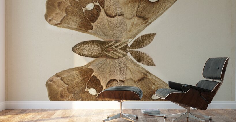 Polyphemus Moth Telea Polyphemus from Moths and Butterflies of the United States 1900 by Sherman F. Denton 1856-1937.  Wall Murals