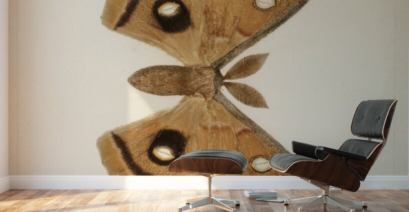 Polyphemus Moth Telea Polyphemus from Moths and Butterflies of the United States 1900 by Sherman F. Denton 1856-1937.  Wall Murals