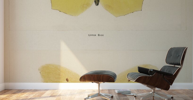 Angled Sulphur Gonepteryx Maerula from Moths and butterflies of the United States 1900 by Sherman F. Denton 1856-1937.  Wall Murals