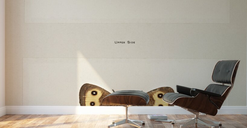 Wood-nymph Satyrus Alope from Moths and butterflies of the United States 1900 by Sherman F. Denton 1856-1937.  Wall Murals