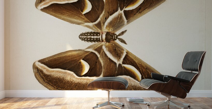 Ailanthus Silkmoth Attacus Cynthia from Moths and Butterflies of the United States 1900 by Sherman F. Denton 1856-1937.  Wall Murals