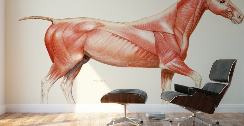 The Muscular System of the Horse Amedeo John Engel Terzi Italian 1872-1956 Wall Murals