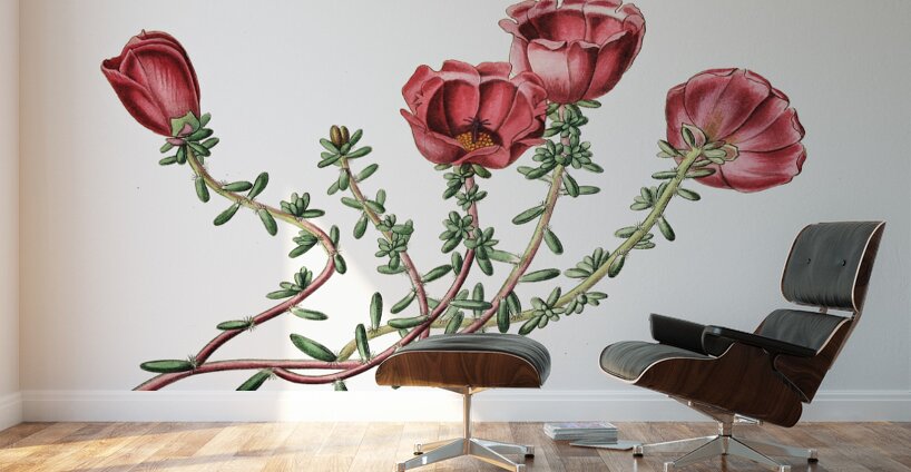 Dr. Gillies purslane from Edwards Botanical Register 1829-1847  by Sydenham Edwards John Lindley and James Ridgway. Wall Murals