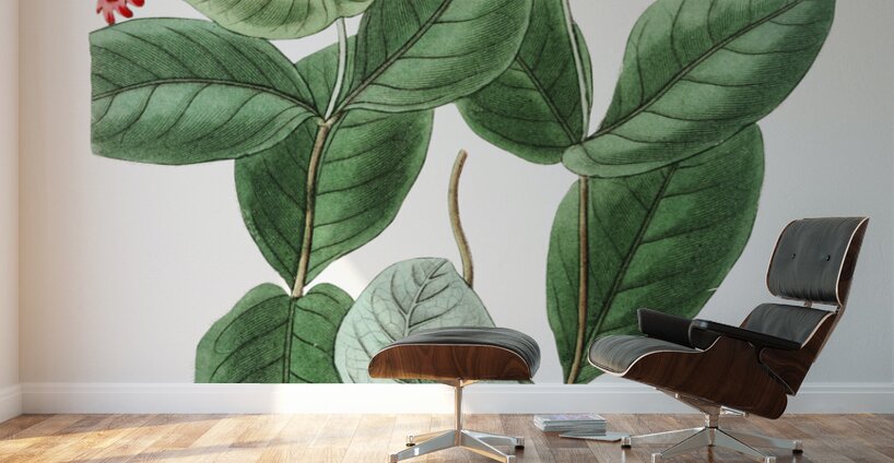 The north-west honeysuckle from Edwards Botanical Register 1829-1847  by Sydenham Edwards John Lindley and James Ridgway. Wall Murals