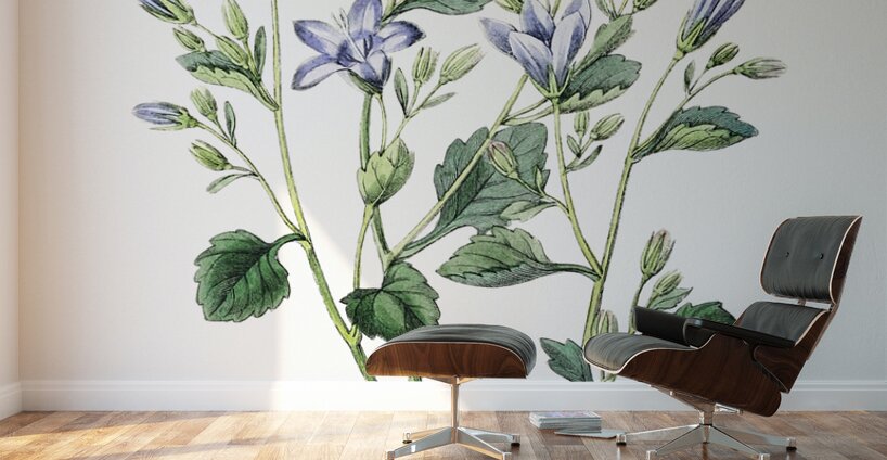 Dalmatian wall campanula flower from Edwards Botanical Register 1829-1847  by Sydenham Edwards John Lindley and James Ridgway. Wall Murals