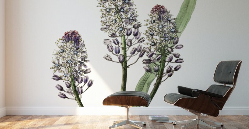 Meadow squill from Edwards Botanical Register 1829-1847  by Sydenham Edwards John Lindley and James Ridgway. Wall Murals