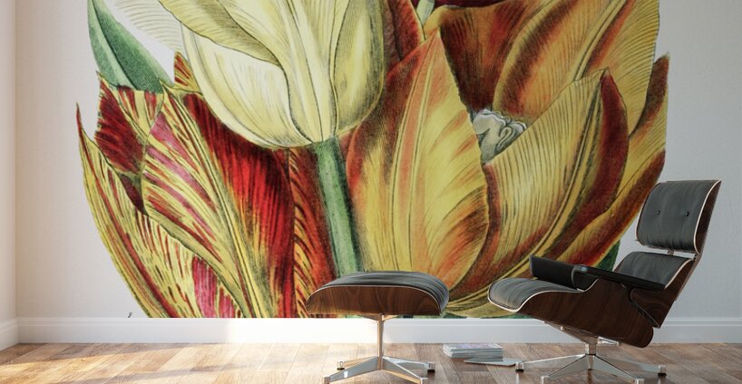 Rough stemmed tulip from Edwards Botanical Register 1829-1847  by Sydenham Edwards John Lindley and James Ridgway. Wall Murals