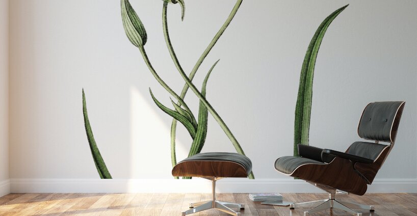 atiny calochortus from Edwards Botanical Register 1829-1847  by Sydenham Edwards John Lindley and James Ridgway. Wall Murals