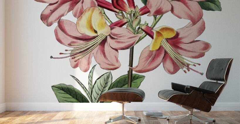 Changeable pontic azalea from Edwards Botanical Register 1829-1847  by Sydenham Edwards John Lindley and James Ridgway. Wall Murals