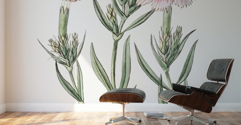 Prince Bisignanos tree pink from Edwards Botanical Register 1829-1847  by Sydenham Edwards John Lindley and James Ridgway. Wall Murals