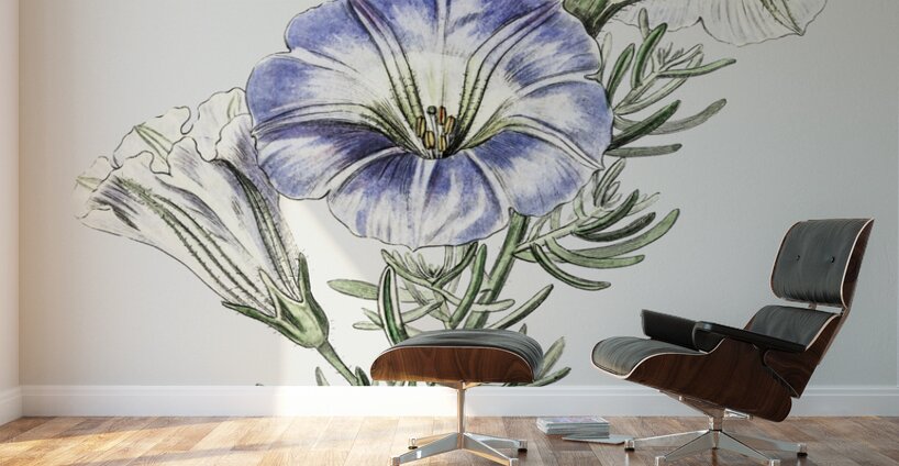 Sky blue alona from Edwards Botanical Register 1829-1847  by Sydenham Edwards John Lindley and James Ridgway. Wall Murals
