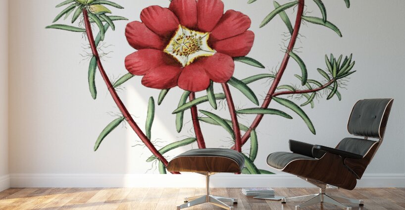 Portulaca splendens from Edwards Botanical Register 1829-1847  by Sydenham Edwards John Lindley and James Ridgway. Wall Murals