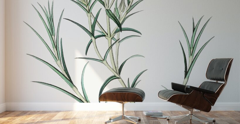 Shewy phlox from Edwards Botanical Register 1829-1847  by Sydenham Edwards John Lindley and James Ridgway. Wall Murals