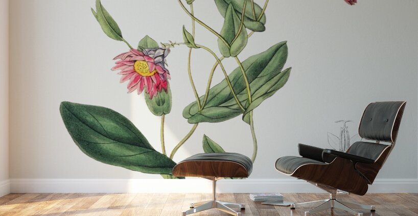 Captain Mangles rhodanthe from Edwards Botanical Register 1829-1847  by Sydenham Edwards John Lindley and James Ridgway. Wall Murals