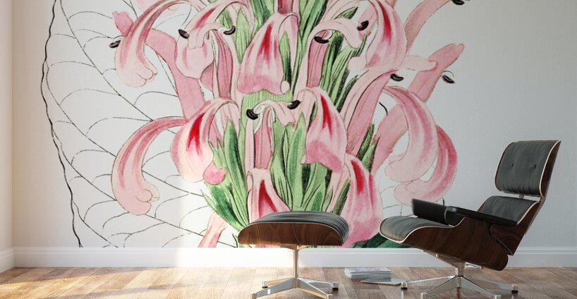 Flesh-colored justicia from Edwards Botanical Register 1829-1847  by Sydenham Edwards John Lindley and James Ridgway. Wall Murals