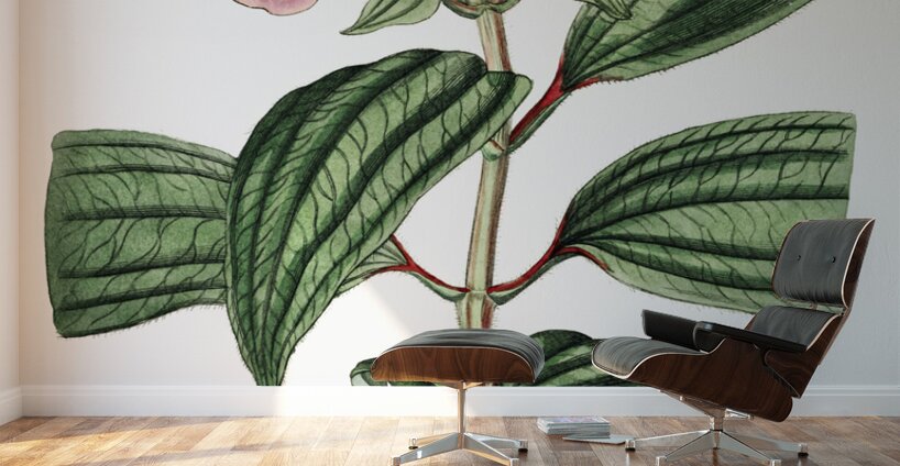 Starry osbeckia from Edwards Botanical Register 1829-1847  by Sydenham Edwards John Lindley and James Ridgway. Wall Murals