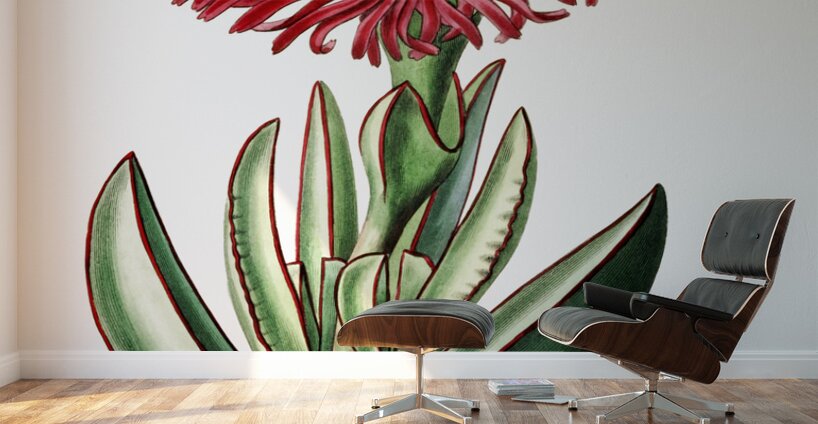 Red-Edged Fig Marigold from Edwards Botanical Register 1829-1847  by Sydenham Edwards John Lindley and James Ridgway. Wall Murals