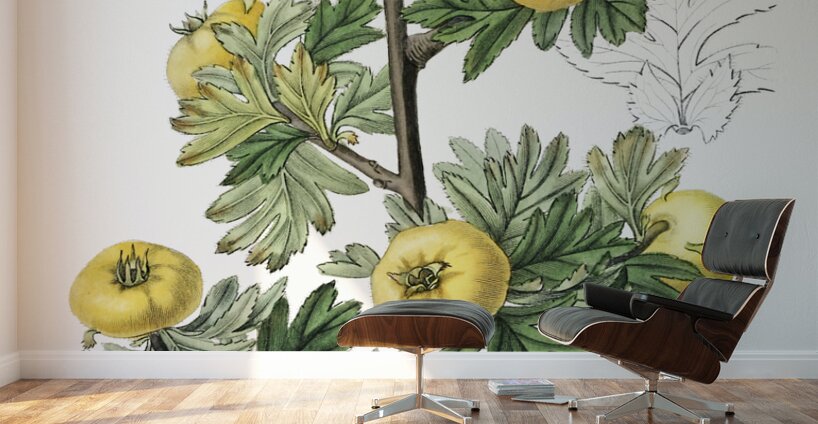 Tansy-leaved hawthorn from Edwards Botanical Register 1829-1847  by Sydenham Edwards John Lindley and James Ridgway. Wall Murals