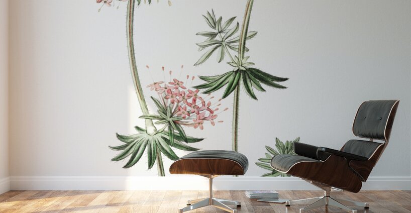 Long-styled crucianella from Edwards Botanical Register 1829-1847  by Sydenham Edwards John Lindley and James Ridgway. Wall Murals