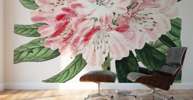 The lovely rhododendron from Edwards Botanical Register 1829-1847  by Sydenham Edwards John Lindley and James Ridgway. Wall Murals