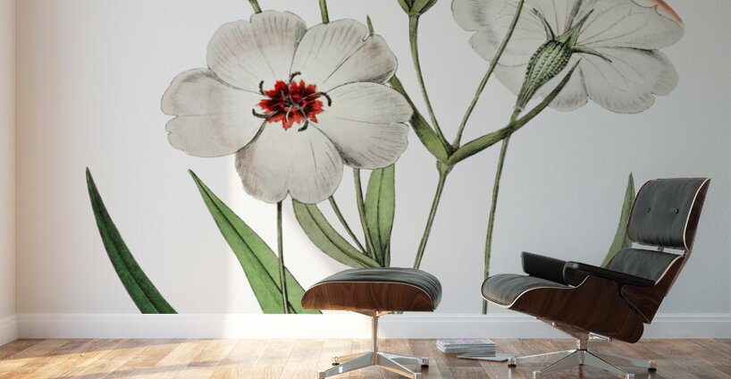 Dark-eyed viscaria from Edwards Botanical Register 1829-1847  by Sydenham Edwards John Lindley and James Ridgway. Wall Murals