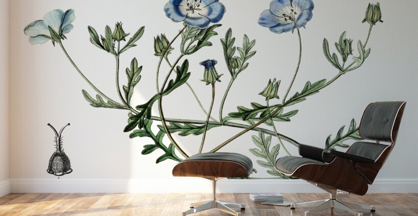 Shewy nemophila from Edwards Botanical Register 1829-1847  by Sydenham Edwards John Lindley and James Ridgway. Wall Murals