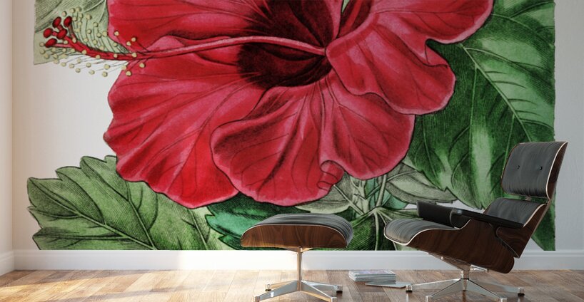 Single-flowered Chinese rose mallow from Edwards Botanical Register 1829-1847  by Sydenham Edwards John Lindley and James Ridgway. Wall Murals