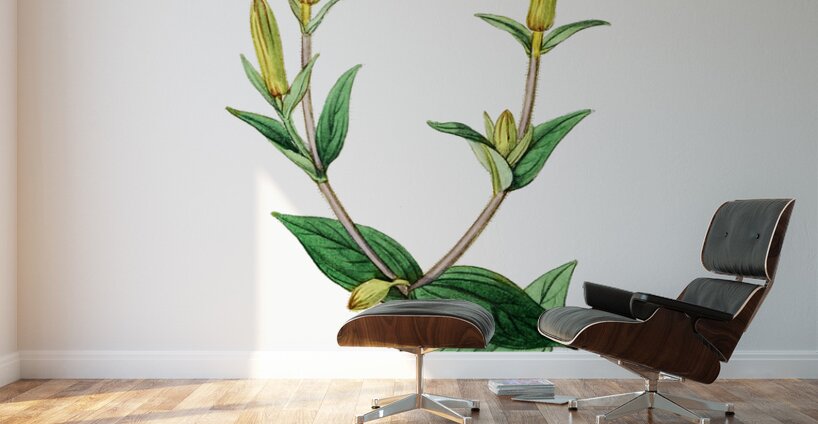 Bunges lychnis flowers from Edwards Botanical Register 1829-1847  by Sydenham Edwards John Lindley and James Ridgway. Wall Murals