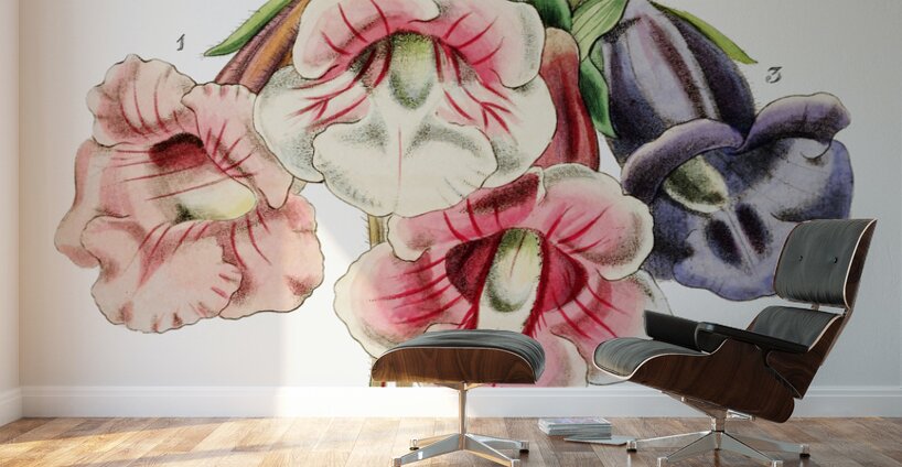 Gloxinia flower varieties from Edwards Botanical Register 1829-1847  by Sydenham Edwards John Lindley and James Ridgway. Wall Murals