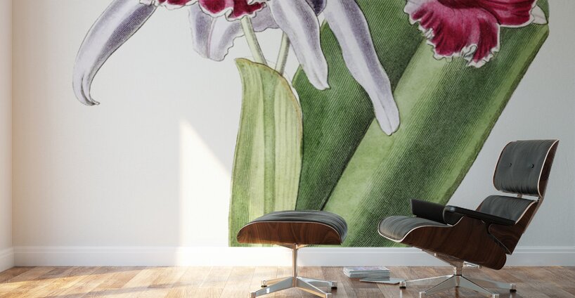 Crimson-lipped cattleya from Edwards Botanical Register 1829-1847  by Sydenham Edwards John Lindley and James Ridgway. Wall Murals