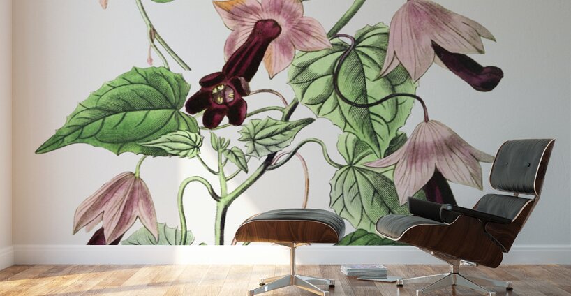 Twinning red-cloak from Edwards Botanical Register 1829-1847  by Sydenham Edwards John Lindley and James Ridgway. Wall Murals