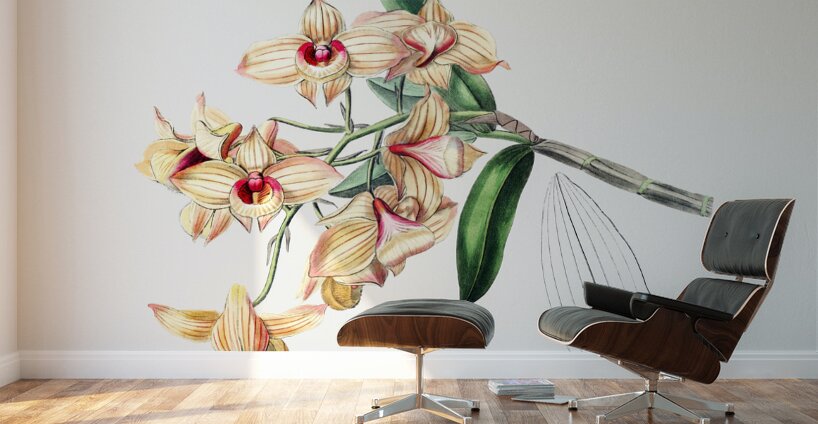 Copper-coloured Dendrobium from Edwards Botanical Register 1829-1847  by Sydenham Edwards John Lindley and James Ridgway. Wall Murals