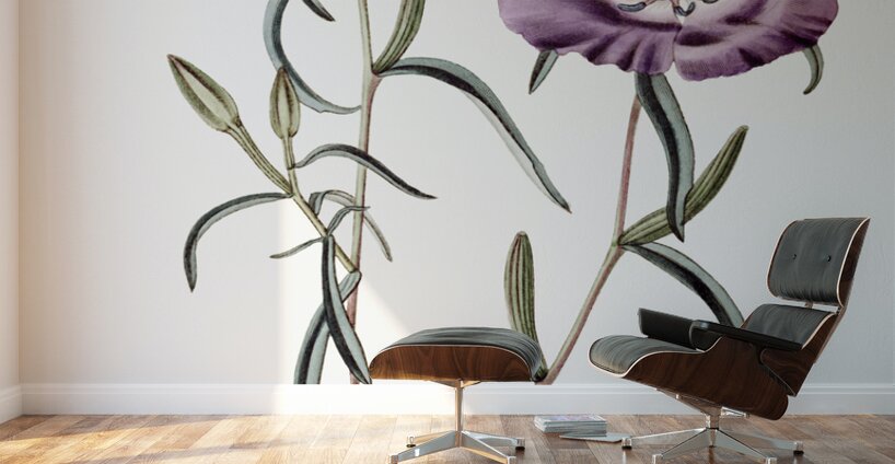 Large Purple Chilian Evening Primrose from Edwards Botanical Register 1829-1847  by Sydenham Edwards John Lindley and James Ridgway. Wall Murals