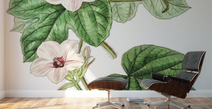 Mr.Aitons ipomoea from Edwards Botanical Register 1829-1847  by Sydenham Edwards John Lindley and James Ridgway. Wall Murals