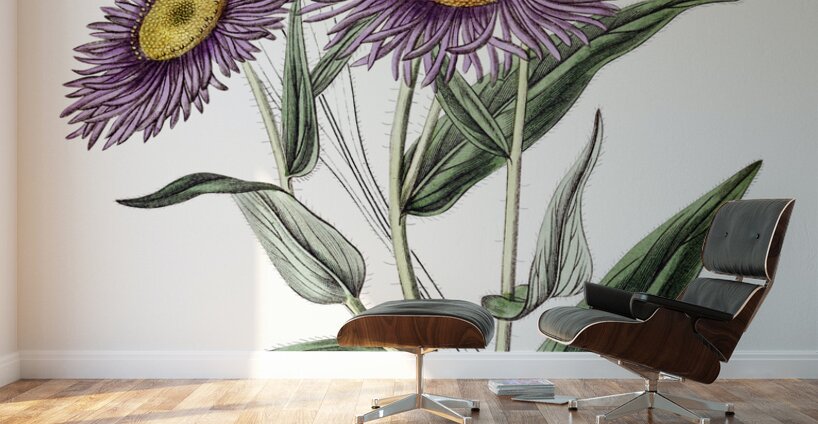 Shewy stenactis from Edwards Botanical Register 1829-1847  by Sydenham Edwards John Lindley and James Ridgway. Wall Murals