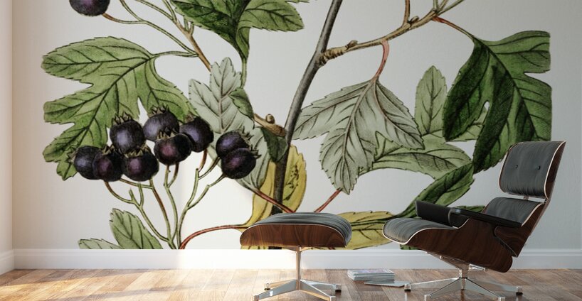 Broad-leaved thorn from Edwards Botanical Register 1829-1847  by Sydenham Edwards John Lindley and James Ridgway. Wall Murals