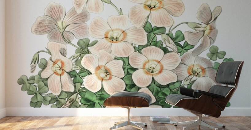 Piottas oxalis flowers from Edwards Botanical Register 1829-1847  by Sydenham Edwards John Lindley and James Ridgway. Wall Murals