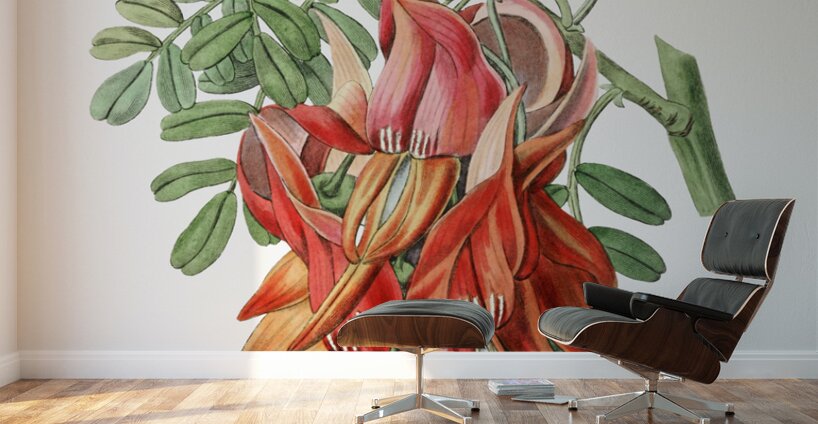 Crimson glory pea from Edwards Botanical Register 1829-1847  by Sydenham Edwards John Lindley and James Ridgway. Wall Murals