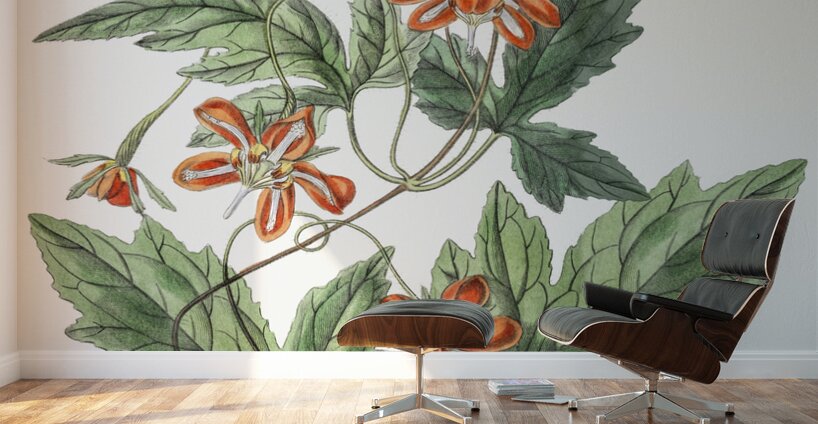 Red loasa from Edwards Botanical Register 1829-1847  by Sydenham Edwards John Lindley and James Ridgway. Wall Murals