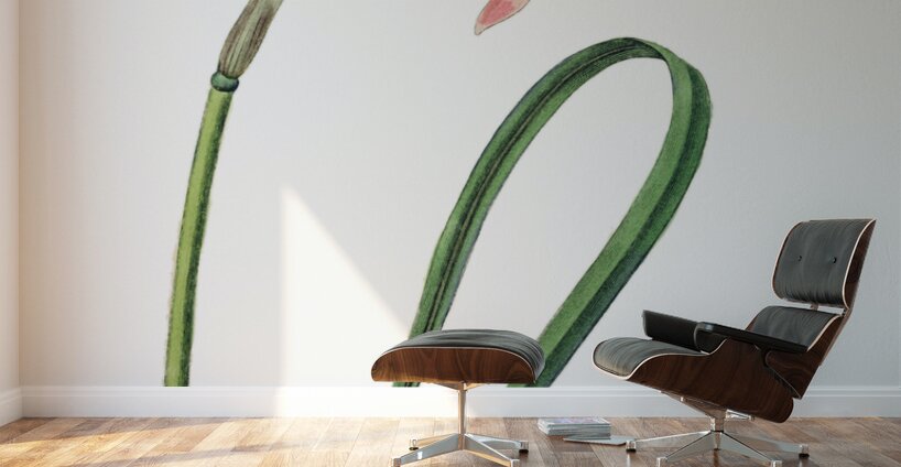 Spofforth Zephyranthes from Edwards Botanical Register 1829-1847  by Sydenham Edwards John Lindley and James Ridgway. Wall Murals