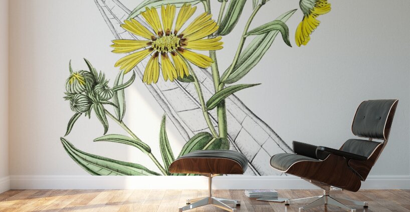 Elegant madia from Edwards Botanical Register 1829-1847  by Sydenham Edwards John Lindley and James Ridgway. Wall Murals