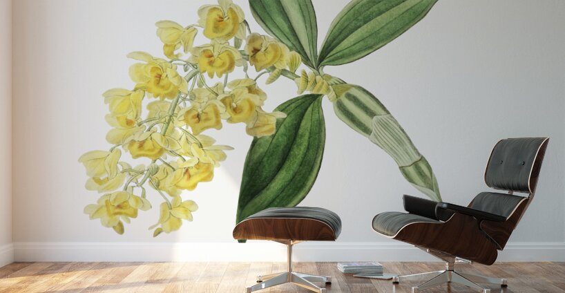 Dense flowered dendrobiumfrom Edwards Botanical Register 1829-1847  by Sydenham Edwards John Lindley and James Ridgway. Wall Murals