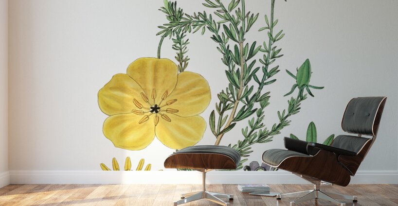 Long-stalked ledocarpum from Edwards Botanical Register 1829-1847  by Sydenham Edwards John Lindley and James Ridgway. Wall Murals